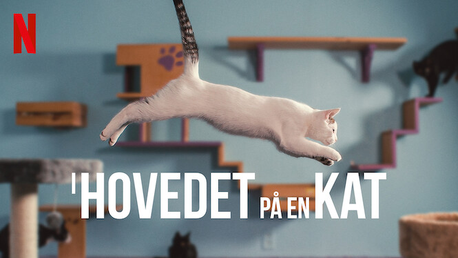 I hovedet på en kat